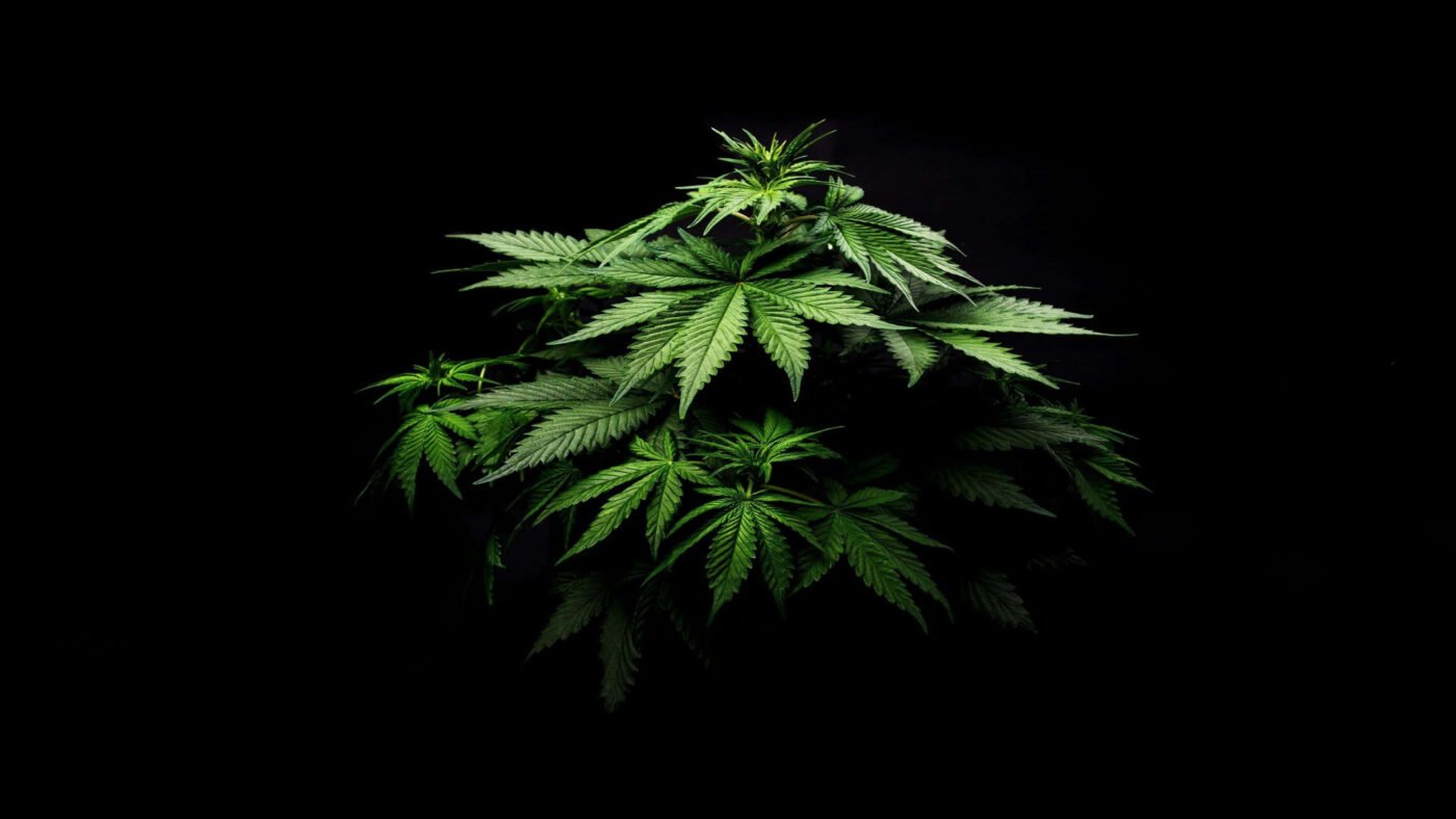 best thc vape carts